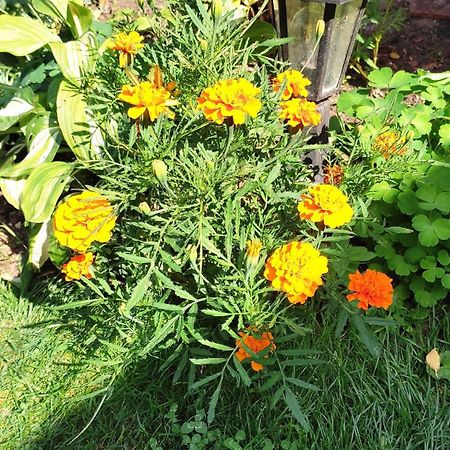 Un Deux Pieces Et Un Jardin A Villejuif Exterior foto